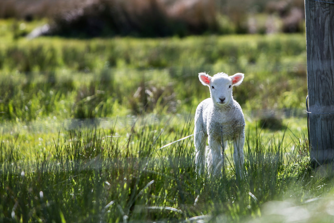 Beyond the Bunny: 5 More Items to Boost your Easter Baskets